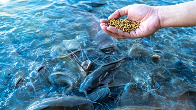 A man feeds a lot of big catfish in the pond by hand 640x360