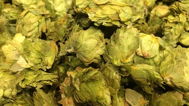 hops 640x360