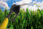 biodiesel 150x100