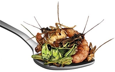 insects in a spoon 400x250.jpg