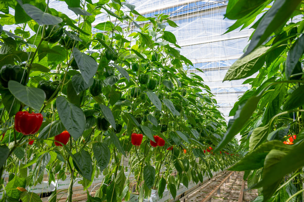 field-of-plants-in-greenhouse 700x418.jpg
